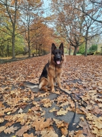 vom Trojangold, hodowla Owczarków Niemieckich Długowłosych