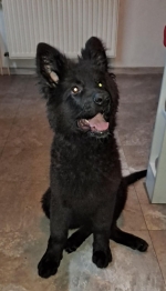 vom Trojangold, hodowla Owczarków Niemieckich Długowłosych