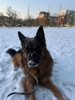 vom Trojangold, hodowla Owczarków Niemieckich Długowłosych