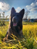 vom Trojangold, hodowla Owczarków Niemieckich Długowłosych