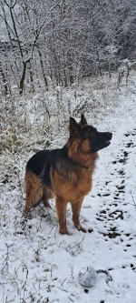 vom Trojangold, hodowla Owczarków Niemieckich Długowłosych