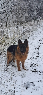 vom Trojangold, hodowla Owczarków Niemieckich Długowłosych