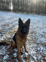 vom Trojangold, hodowla Owczarków Niemieckich Długowłosych