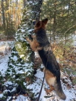 vom Trojangold, hodowla Owczarków Niemieckich Długowłosych
