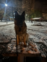 vom Trojangold, hodowla Owczarków Niemieckich Długowłosych