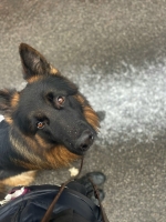 vom Trojangold, hodowla Owczarków Niemieckich Długowłosych