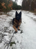 vom Trojangold, hodowla Owczarków Niemieckich Długowłosych