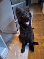 vom Trojangold, hodowla Owczarków Niemieckich Długowłosych