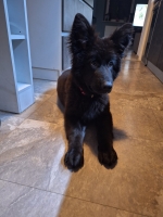 vom Trojangold, hodowla Owczarków Niemieckich Długowłosych