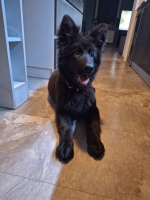 vom Trojangold, hodowla Owczarków Niemieckich Długowłosych