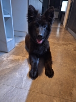 vom Trojangold, hodowla Owczarków Niemieckich Długowłosych