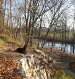 vom Trojangold, hodowla Owczarków Niemieckich Długowłosych