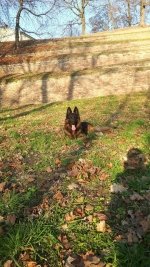 vom Trojangold, hodowla Owczarków Niemieckich Długowłosych