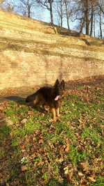 vom Trojangold, hodowla Owczarków Niemieckich Długowłosych