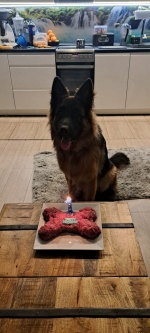 vom Trojangold, hodowla Owczarków Niemieckich Długowłosych