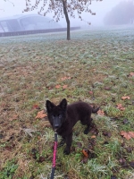 vom Trojangold, hodowla Owczarków Niemieckich Długowłosych