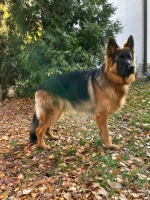 vom Trojangold, hodowla Owczarków Niemieckich Długowłosych