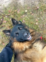 vom Trojangold, hodowla Owczarków Niemieckich Długowłosych