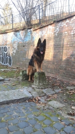 vom Trojangold, hodowla Owczarków Niemieckich Długowłosych