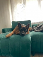 vom Trojangold, hodowla Owczarków Niemieckich Długowłosych