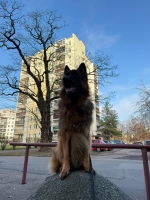 vom Trojangold, hodowla Owczarków Niemieckich Długowłosych