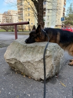 vom Trojangold, hodowla Owczarków Niemieckich Długowłosych