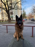 vom Trojangold, hodowla Owczarków Niemieckich Długowłosych