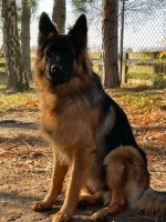 vom Trojangold, hodowla Owczarków Niemieckich Długowłosych