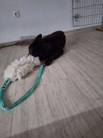 vom Trojangold, hodowla Owczarków Niemieckich Długowłosych