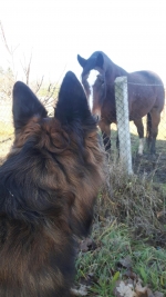 vom Trojangold, hodowla Owczarków Niemieckich Długowłosych