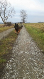 vom Trojangold, hodowla Owczarków Niemieckich Długowłosych