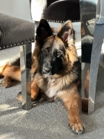 vom Trojangold, hodowla Owczarków Niemieckich Długowłosych