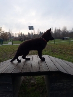 vom Trojangold, hodowla Owczarków Niemieckich Długowłosych