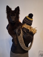 vom Trojangold, hodowla Owczarków Niemieckich Długowłosych