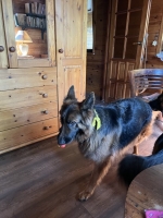 vom Trojangold, hodowla Owczarków Niemieckich Długowłosych