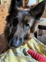 vom Trojangold, hodowla Owczarków Niemieckich Długowłosych