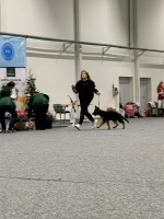 vom Trojangold, hodowla Owczarków Niemieckich Długowłosych