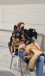 vom Trojangold, hodowla Owczarków Niemieckich Długowłosych