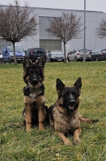 vom Trojangold, hodowla Owczarków Niemieckich Długowłosych