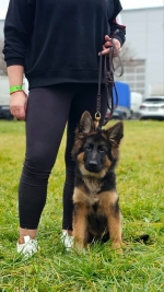 vom Trojangold, hodowla Owczarków Niemieckich Długowłosych