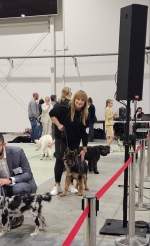 vom Trojangold, hodowla Owczarków Niemieckich Długowłosych