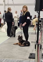 vom Trojangold, hodowla Owczarków Niemieckich Długowłosych