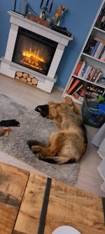 vom Trojangold, hodowla Owczarków Niemieckich Długowłosych