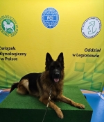 vom Trojangold, hodowla Owczarków Niemieckich Długowłosych