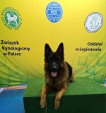 vom Trojangold, hodowla Owczarków Niemieckich Długowłosych