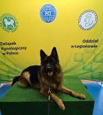 vom Trojangold, hodowla Owczarków Niemieckich Długowłosych