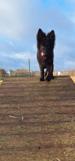 vom Trojangold, hodowla Owczarków Niemieckich Długowłosych