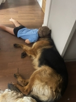 vom Trojangold, hodowla Owczarków Niemieckich Długowłosych