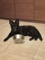 vom Trojangold, hodowla Owczarków Niemieckich Długowłosych