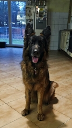 vom Trojangold, hodowla Owczarków Niemieckich Długowłosych